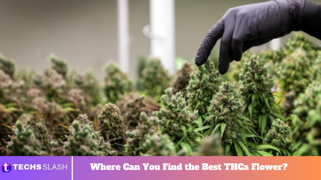 Where Can You Find the Best THCa Flower?
